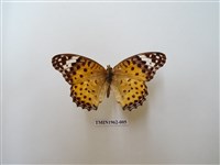 藏品(斐豹蛺蝶)的圖片